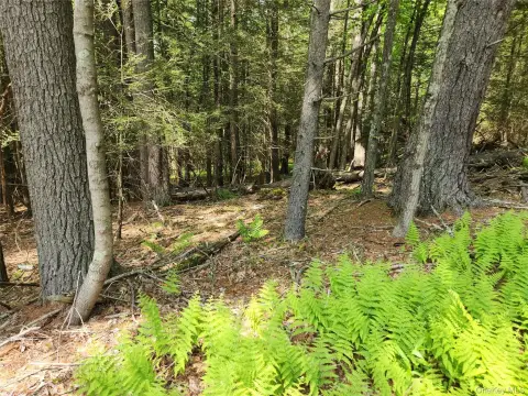 Wooded Recreation Land Parcel