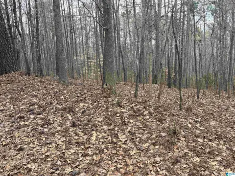 Wooded Unrestricted Land