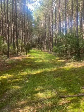 Wooded Hunting Land