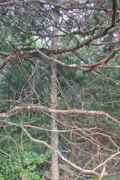 Wooded Hunting Land Acreage