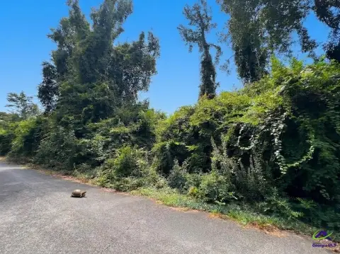 Wooded Land Parcel