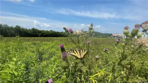 Callicoon Land with 31+ Acres