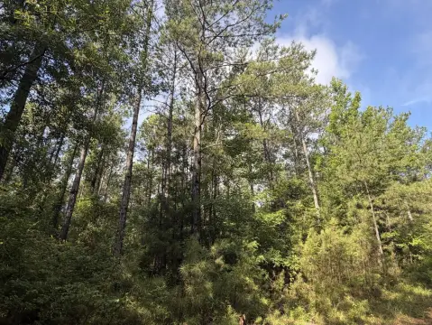 Hunting and Timber Land Tract