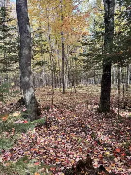 Wooded Hunting Land