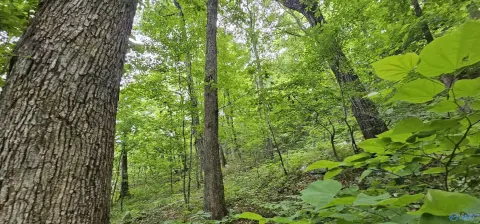 Scottsboro Hunting Land For Sale