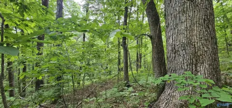 Scottsboro Hunting Land For Sale