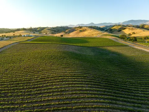 Santa Ynez Vineyard Land