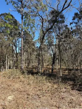 Residential Lot in Dunnellon, FL
