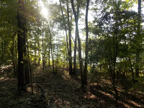 Waterfront Land in Lincolnton, GA