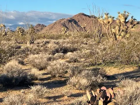 40 Acres Desert Oasis Land