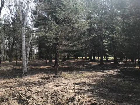 South Haven Wooded Lot