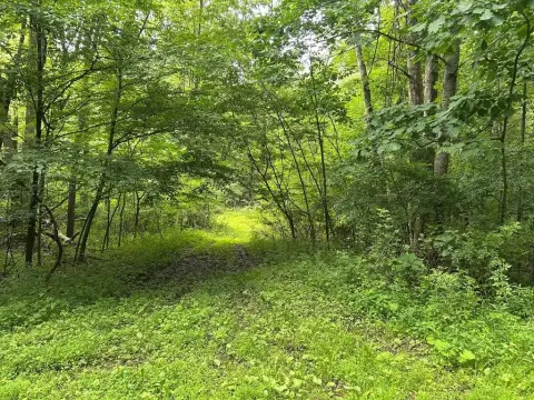 Wooded Hunting Land with Stream