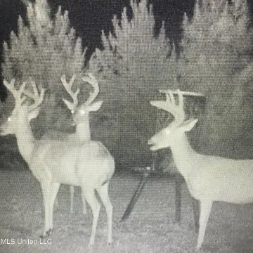 Attala County Hunting Retreat