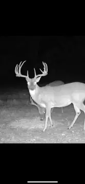 33 Acres Near Naples, TX