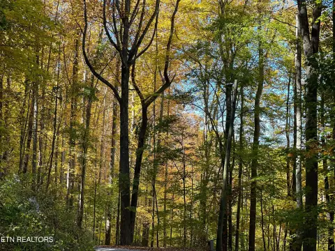 Unrestricted Land with Creek