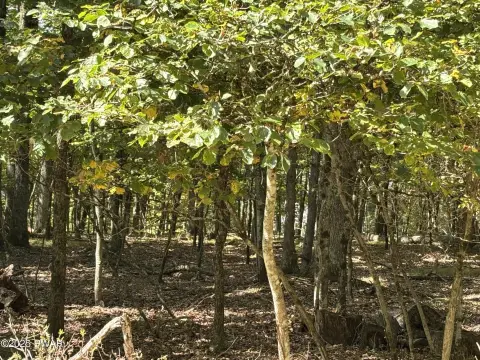 Residential Lot Near Woodloch Resort