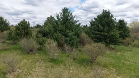 Wooded Vacant Lot in Gladwin