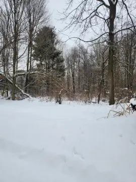 Wooded Lot Near State Game