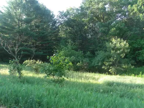 Wooded Land Near Buffalo Lake