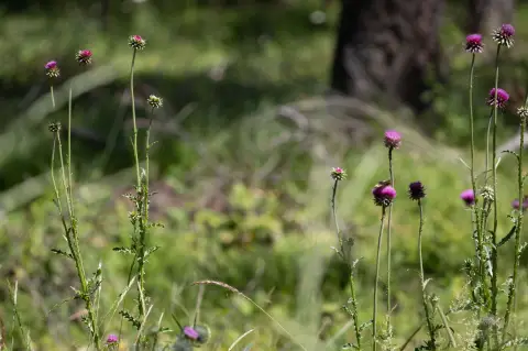 Forested Homesite in Whitefish, MT