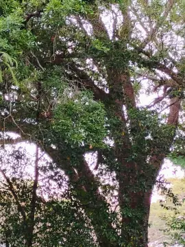 Pensacola, FL Land For Sale