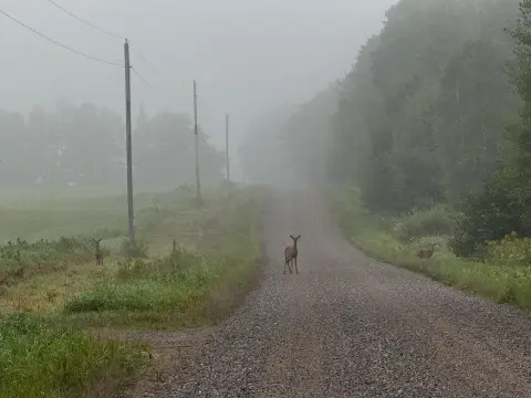 Secluded 63-Acre Recreational Property