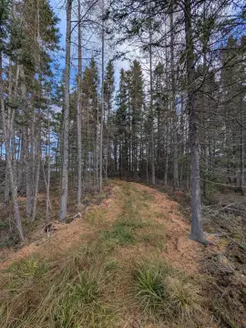 Wooded Acres with Lake Frontage