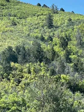 Secluded Wooded Land with Water Rights