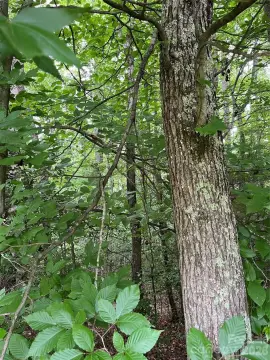 Land in Shelby, North Carolina