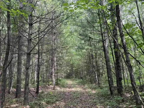 Recreation Land with Aspen Stands