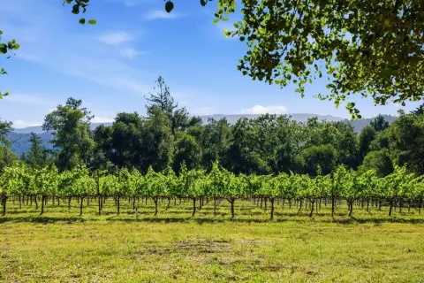 Working Vineyard Land Parcel