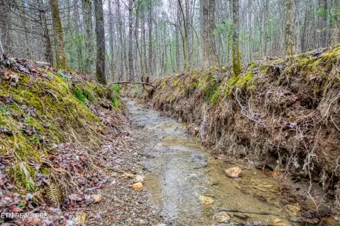 Tellico Plains Hunting Land