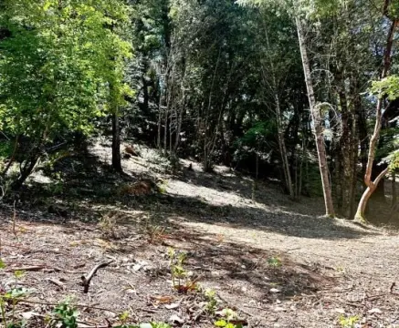 Cleared Land in Willow Creek