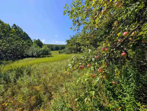 Hunting Land with Apple Orchard