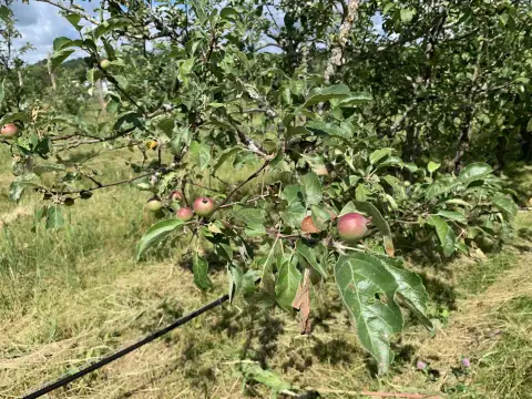 Organic Orchard and Farm Opportunity
