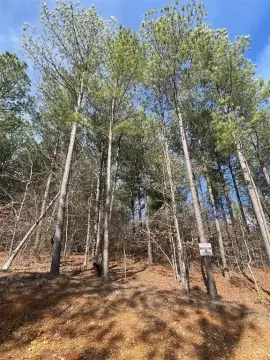 Wooded Residential Homesite Near Trails