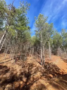 Residential Land Lot in Timber Creek