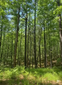 Residential Cul-de-Sac Land Lot