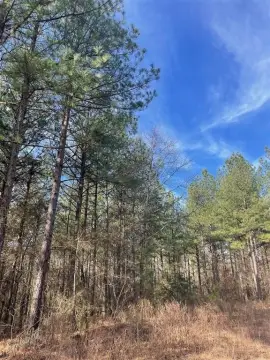 Residential Land in Timber Creek Trails