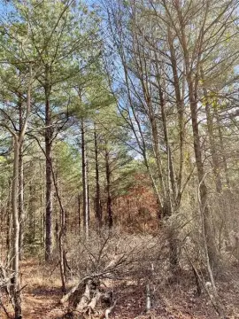 Residential Home Lot in Timber Creek Trails