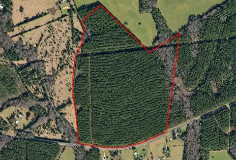 Pine Plantation Agricultural Land