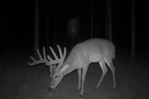 6-Acre Timber Land Opportunity