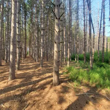 Jacksonport Land with Pine Forest