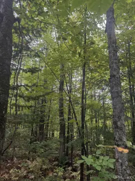 Wooded Hunting Land