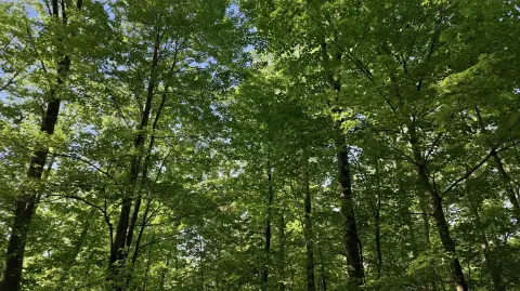Wooded Residential Land Parcel