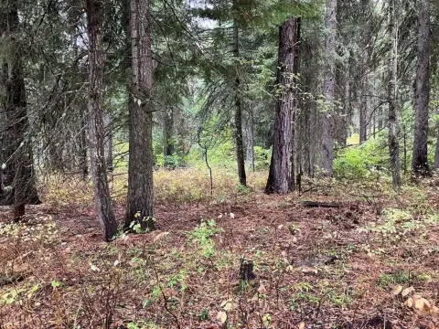 Wooded Lot Near Tamarack