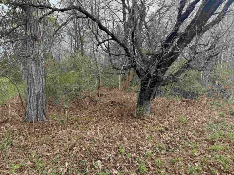 Wooded Commercial Land