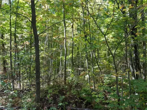 280 Acres of Forestland