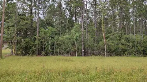 Picayune Vacant Wooded Land