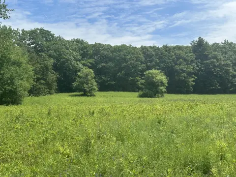 Rural Acreage with Wooded Frontage